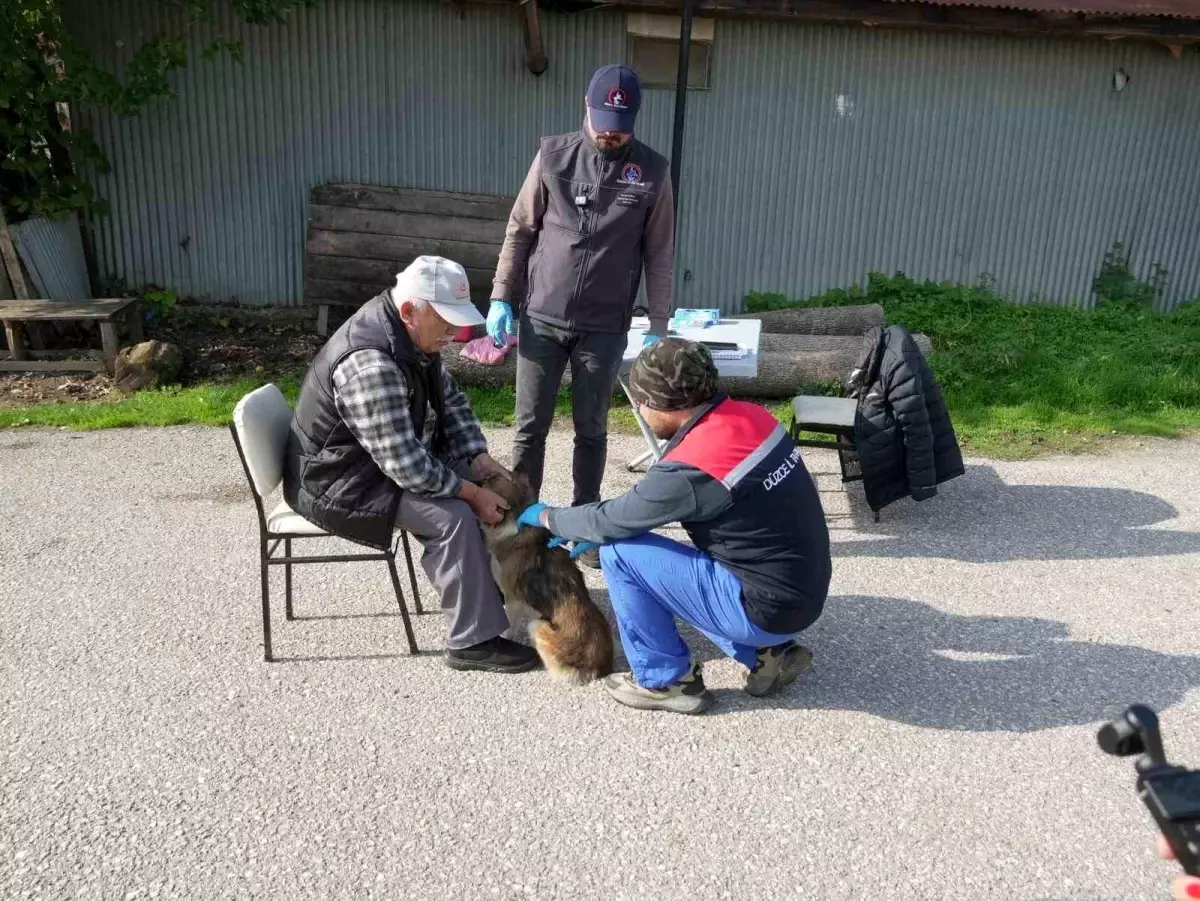 Düzce\'de Sokak Hayvanları İçin Yerinde Sahiplendirme Çalışmaları Başlatıldı