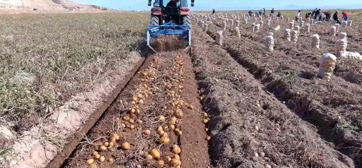 Erciş\'te Kışlık Patates Hasadı Başladı