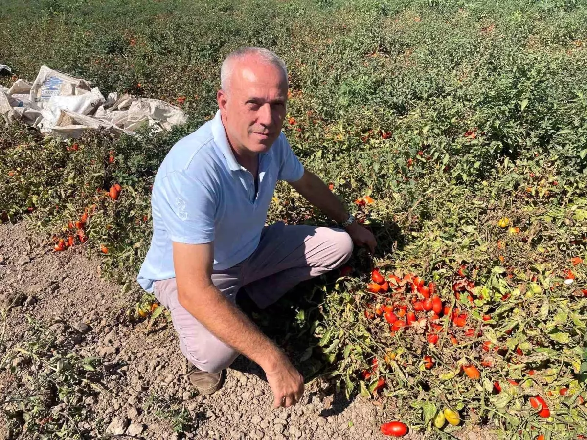 İngiltere\'den Tarıma Yatırım: Seçim Gezegen\'in Başarı Hikayesi