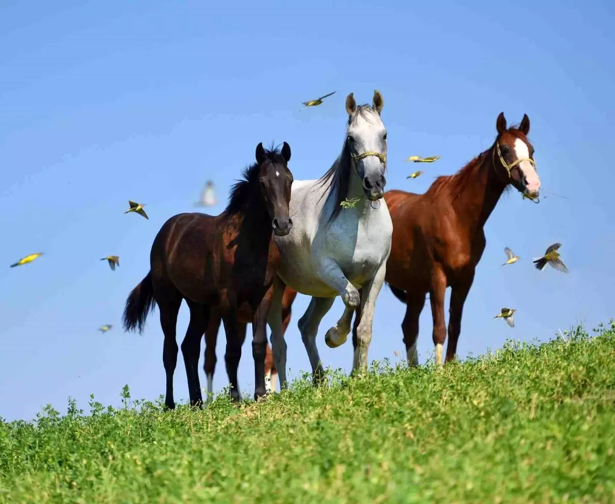 Arap Tayları Açık Artırmada