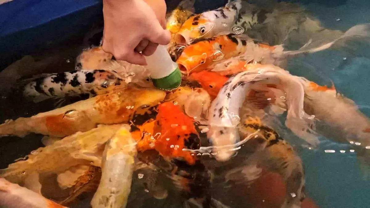 Zonguldak\'ta Biberonla Balık Besleme Etkinliği