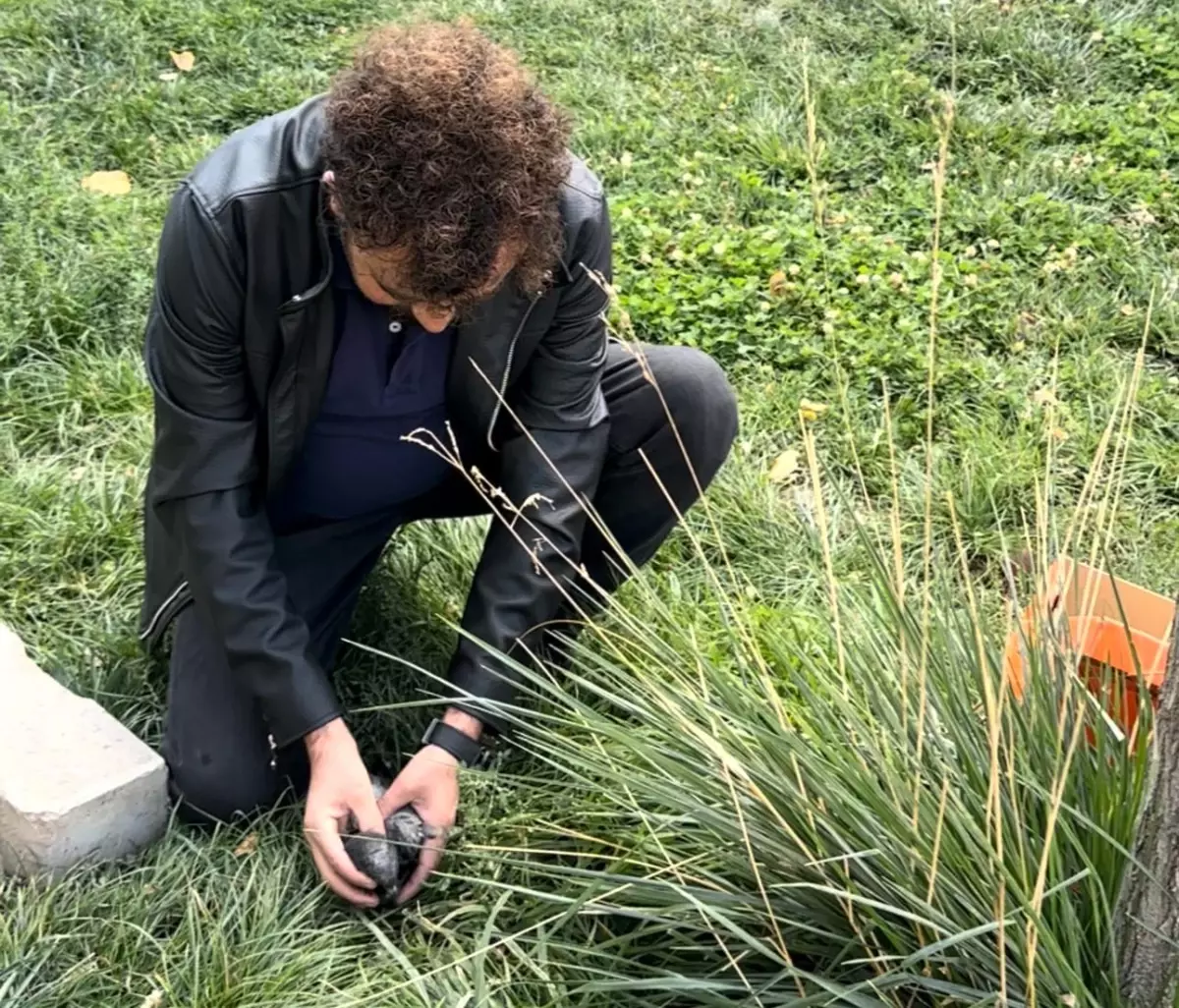 Yaralı Güvercin Kurtarıldı