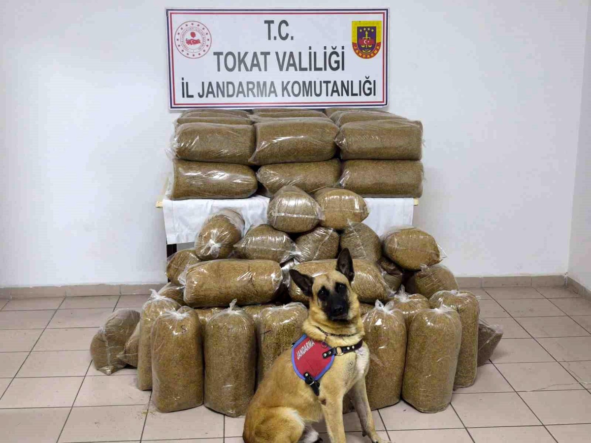 Tokat\'ta Kaçak Tütün Operasyonu