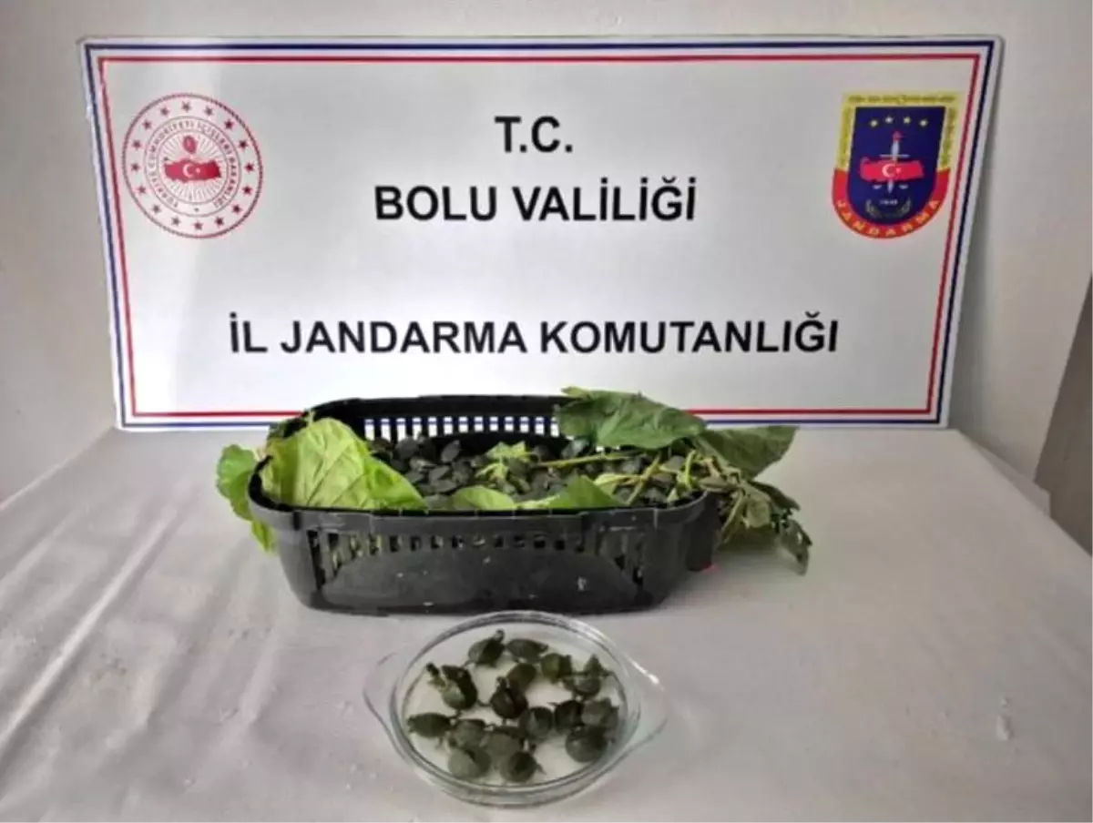 Bolu\'da Yasaklı 500 Kaplumbağa Ele Geçirildi