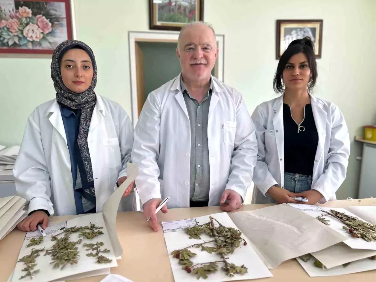 VANF Herbaryumu, 90 Bin Bitki Örneği Barındırıyor