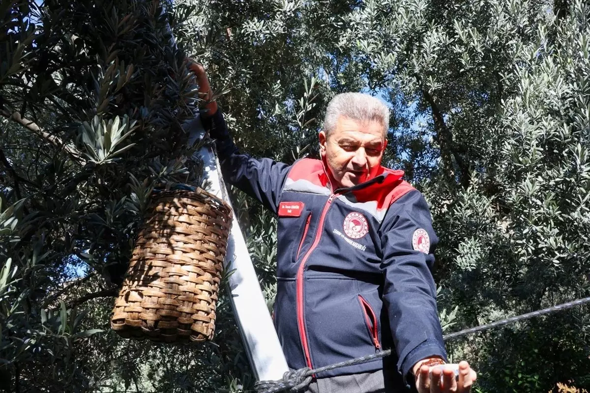 Butko Zeytini Hasadı Başladı