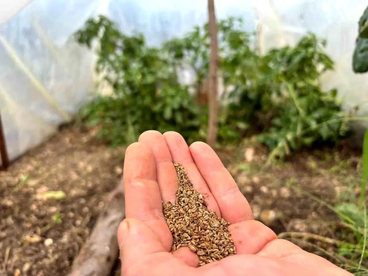 Ata Tohumu ile Farkındalık Hareketi