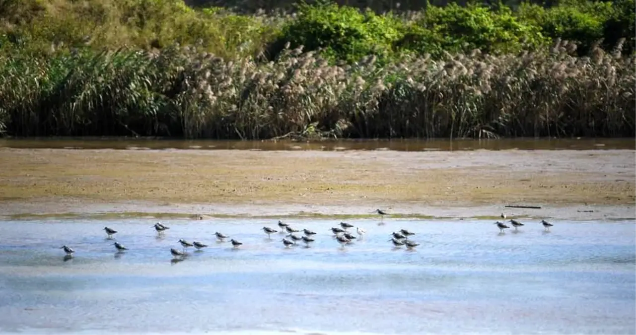 Guangdong 300.000 Göçmen Kuşu Ağırlayacak