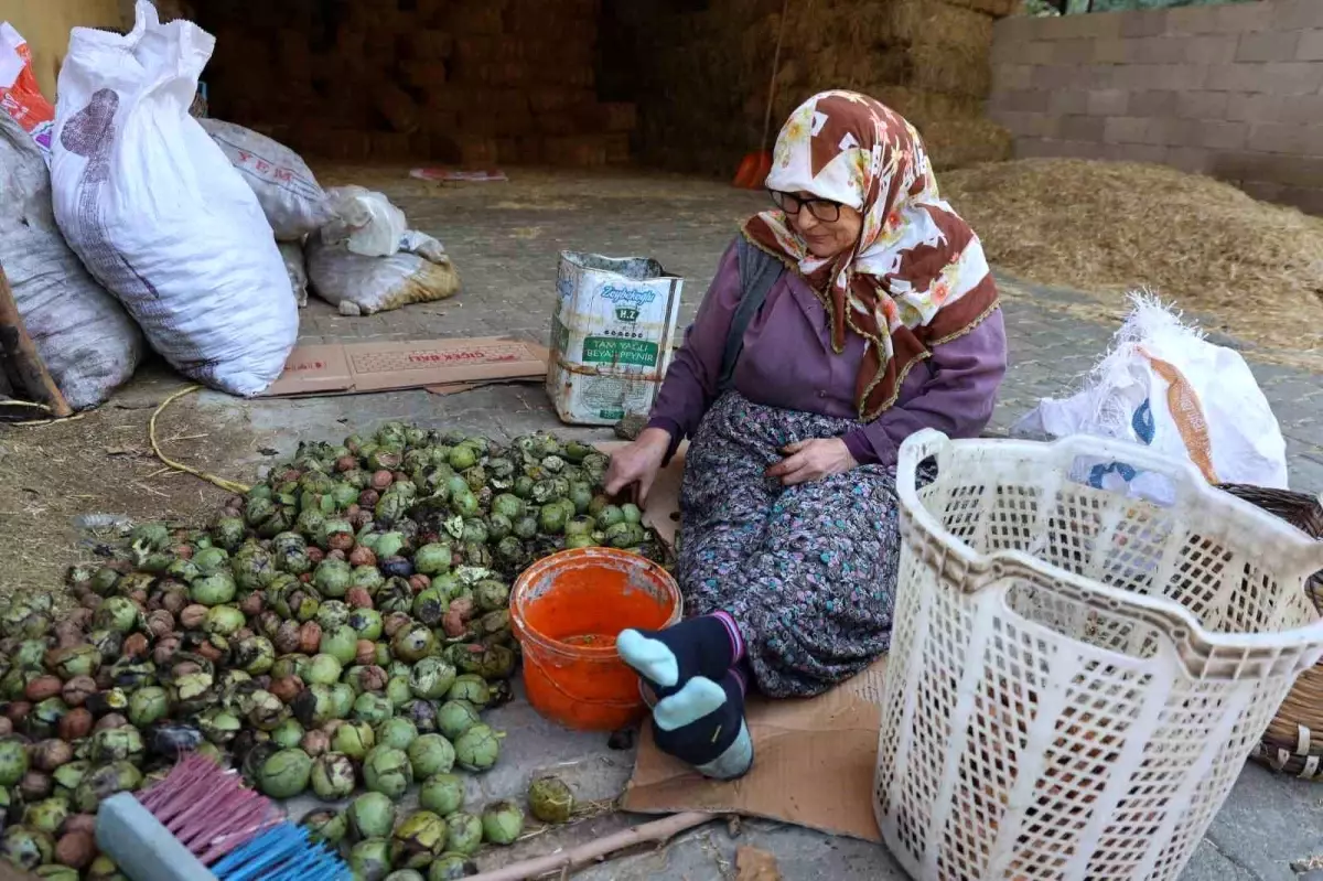 Köşk’te Ceviz Hasadı ve Geleneksel İşleme
