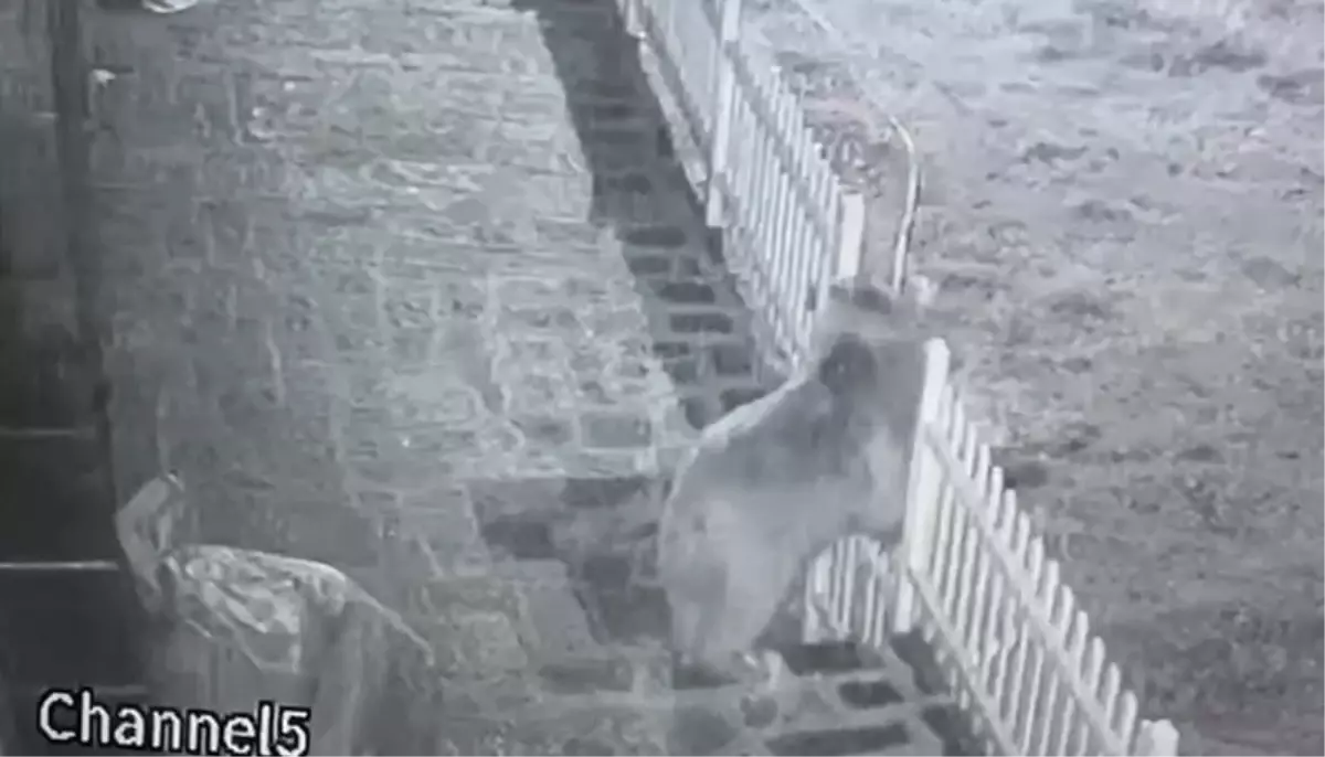 Köy Evine Bozayı Saldırdı