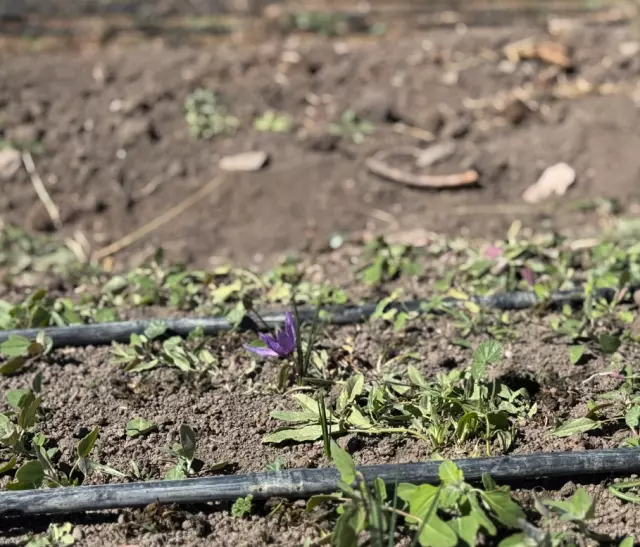 İşsiz kalınca ekti, hayatı değişti! Kilosunu 200-300 bin TL'ye satıyor İşsiz kalınca ekti, hayatı değişti! Kilosunu 200-300 bin TL'ye satıyor