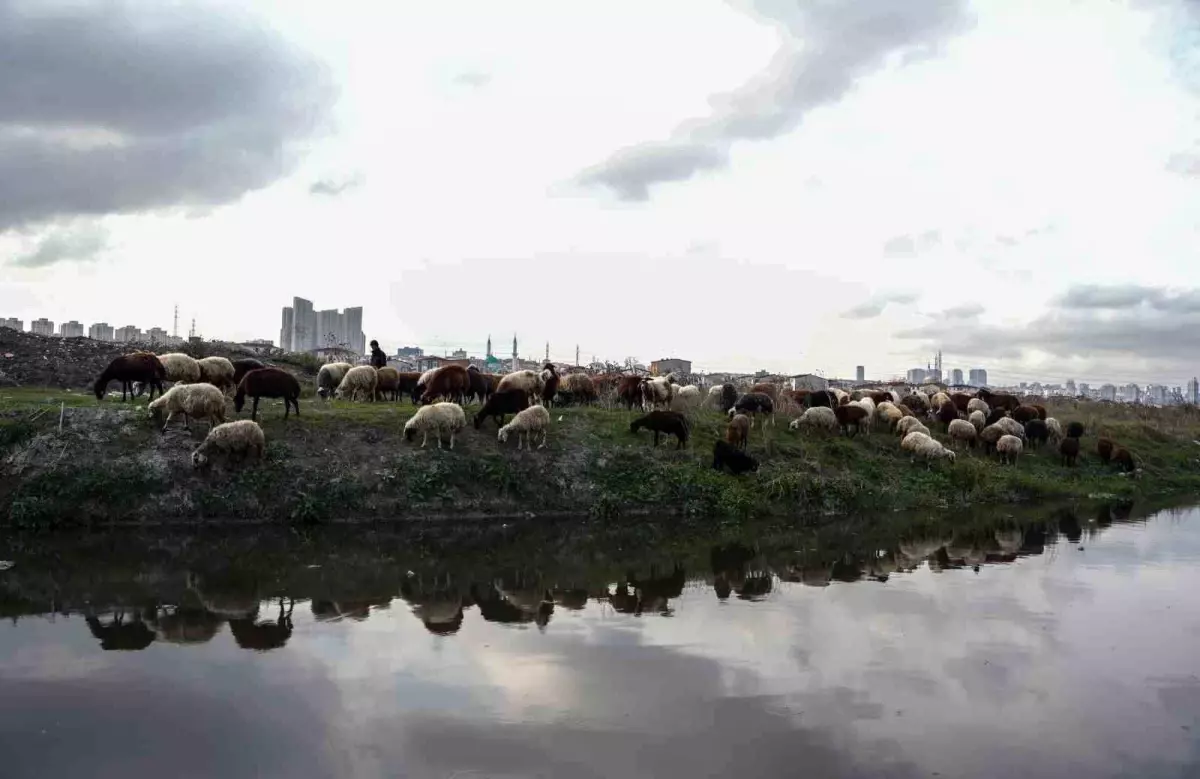 Küçükçekmece Gölü\'nde Kirlilik Alarmı