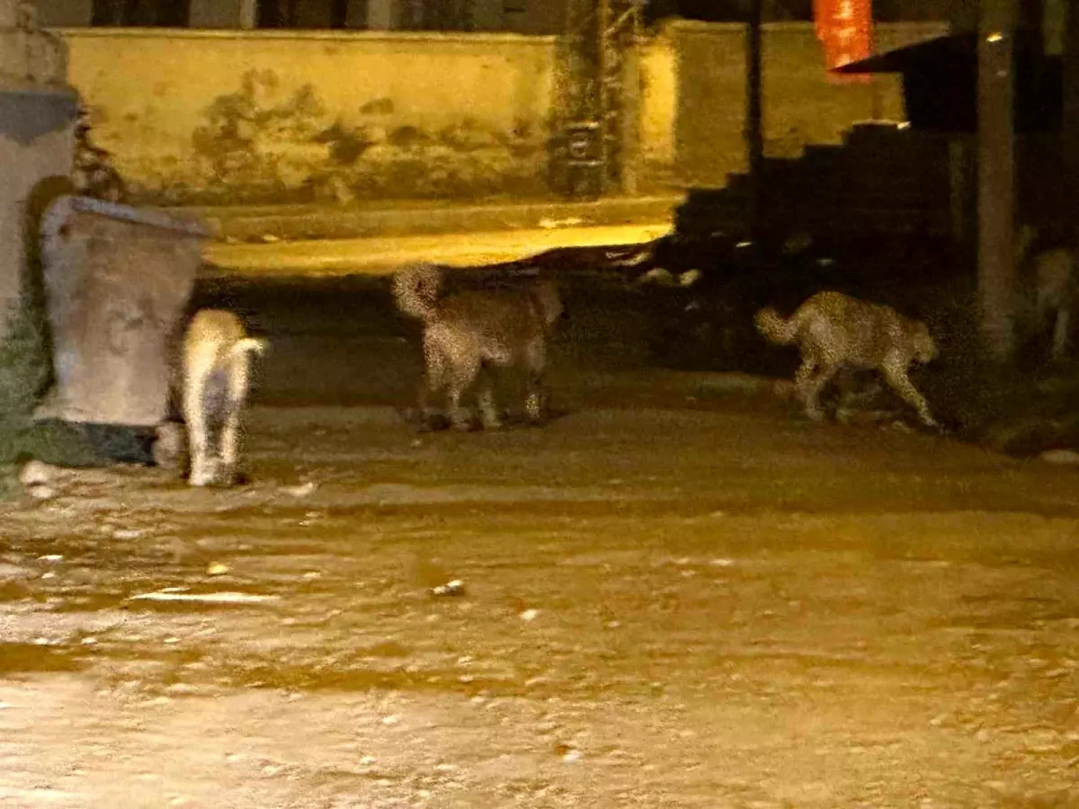 Kağızman\'da Sokak Köpeği Endişesi