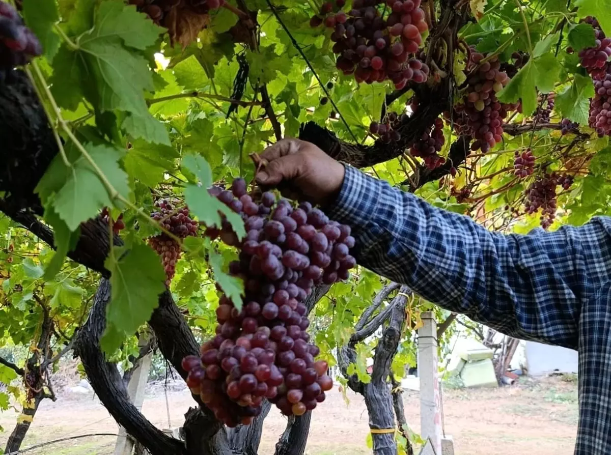 Sarıgöl\'de Üzüm Rekoru: 1.740 Gram!