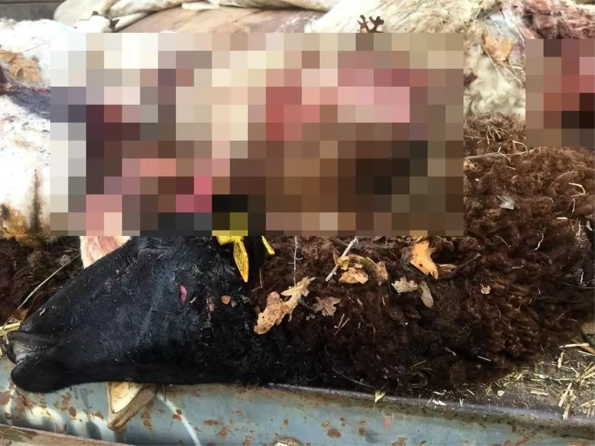 Koyun Sürüsi Kurt Saldırısına Uğradı