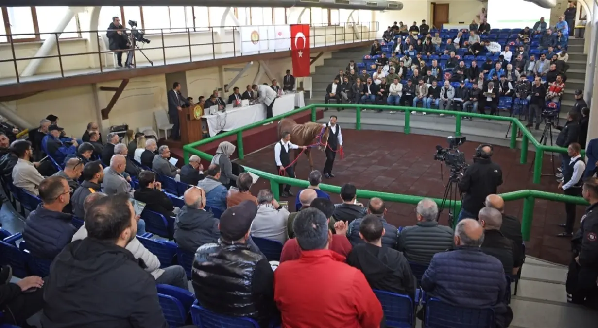 Elit Tay Müzayedesinde Rekor Satış