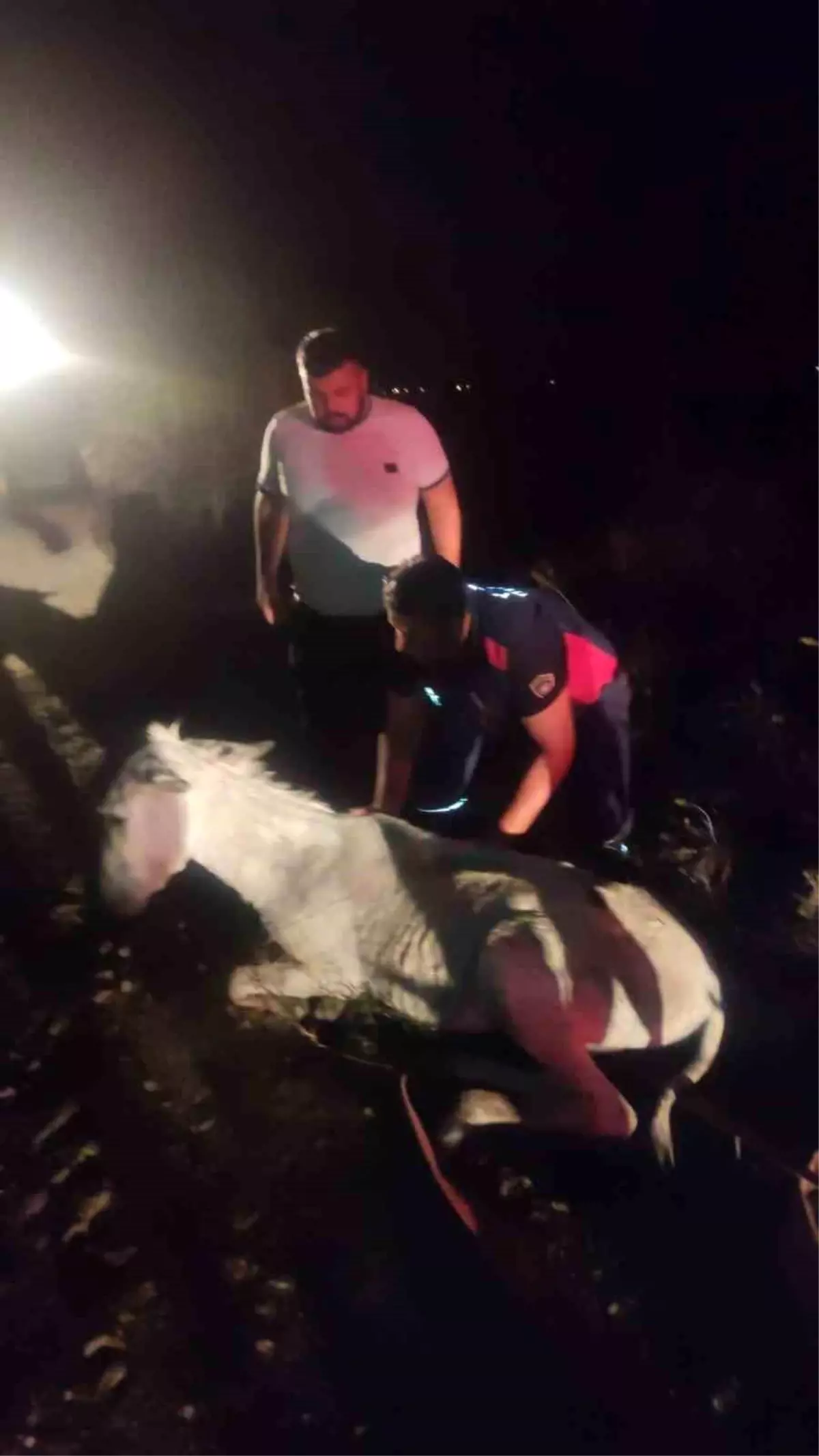 Hatay\'da Balçığa Saplanan Eşek Vinçle Kurtarıldı