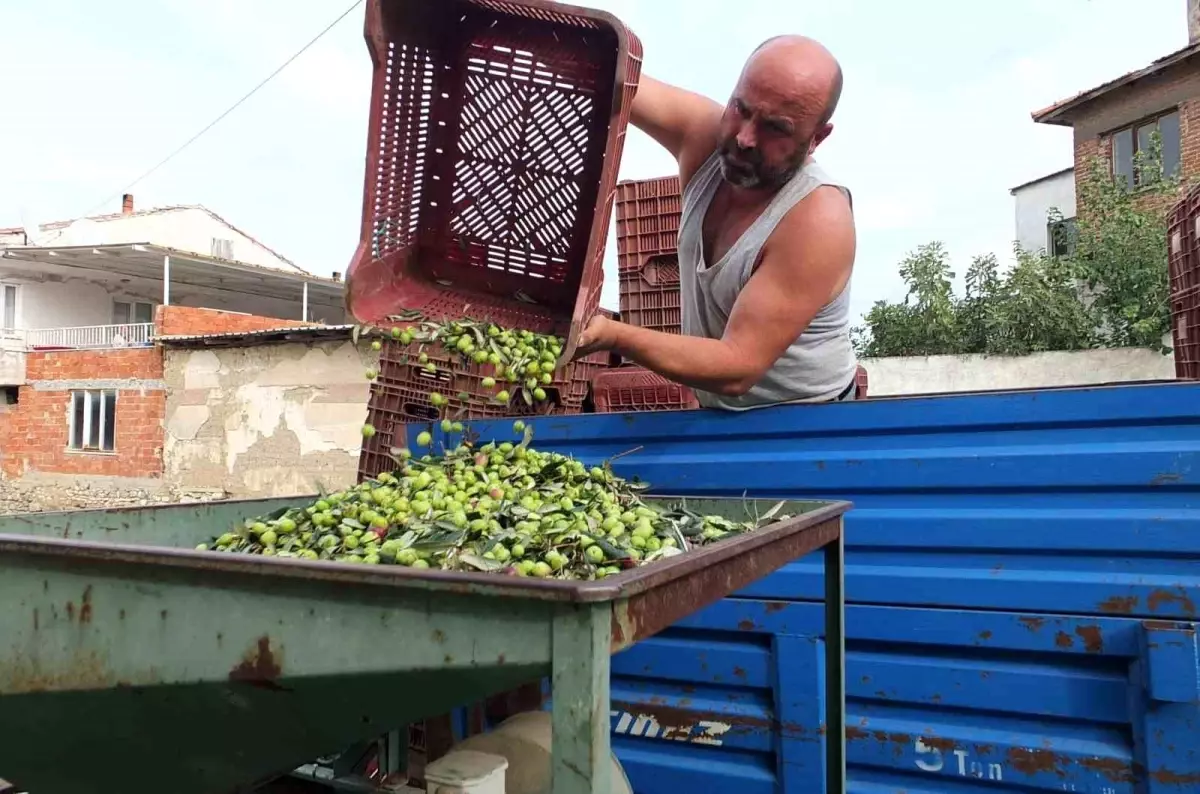 Burhaniye\'de Yeşil Zeytin Hasadı Başladı