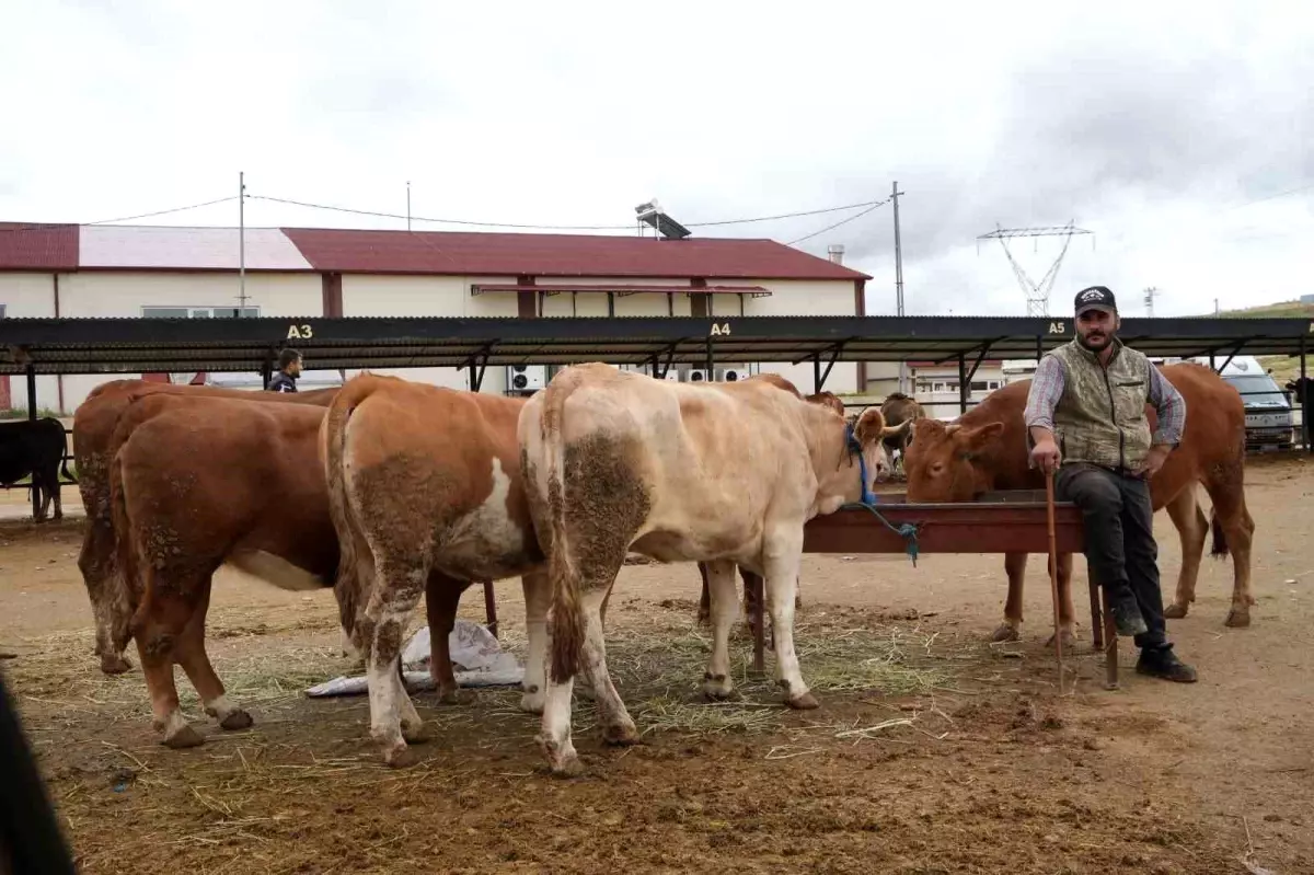 Bayburt Canlı Hayvan Pazarı Yeniden Açıldı