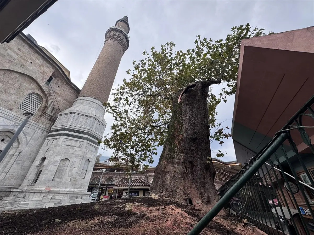 Ulu Cami Bahçesindeki Tarihi Çınar Dalı Kırıldı