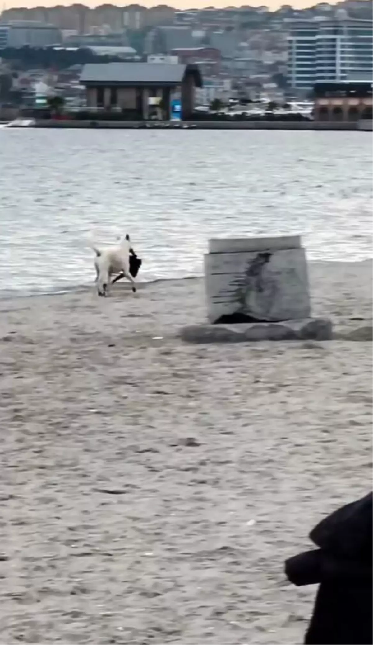 Köpek Kadının Çantasını Çaldı