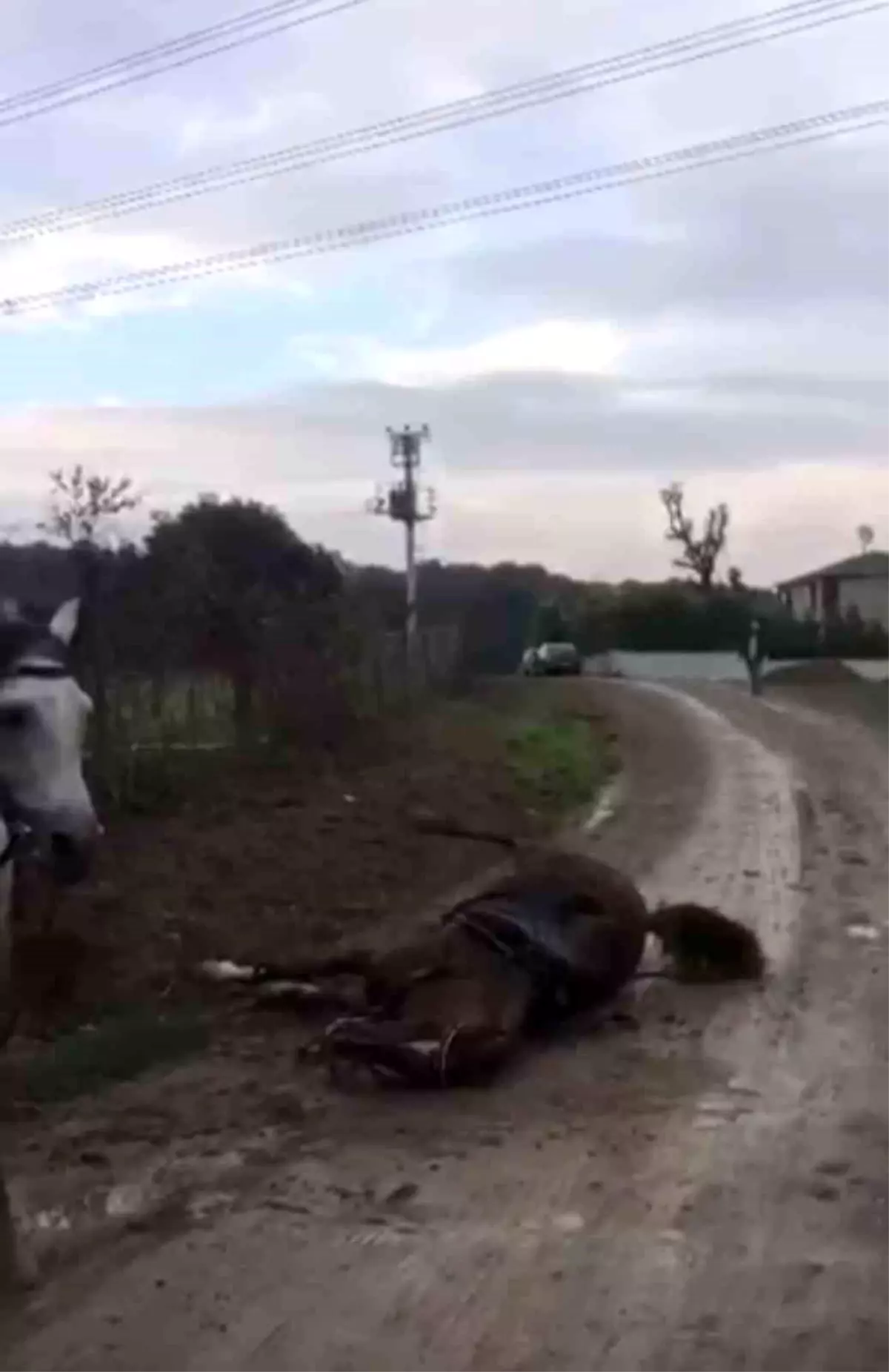 Kaçak Elektrik Akımına Kapılan Atlardan Biri Telefondan Kaydedildi