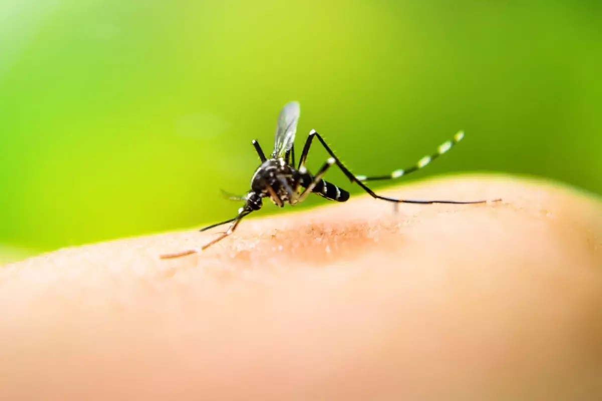 İzlanda\'da bir ilk! Doğada sivrisinek tespit edildi