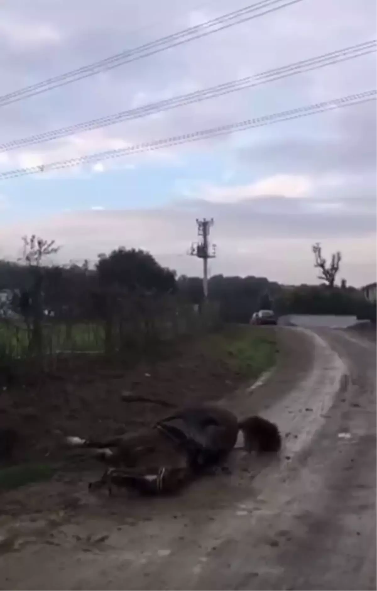 Kaçak Elektrik Hattı Atları Tehdit Etti