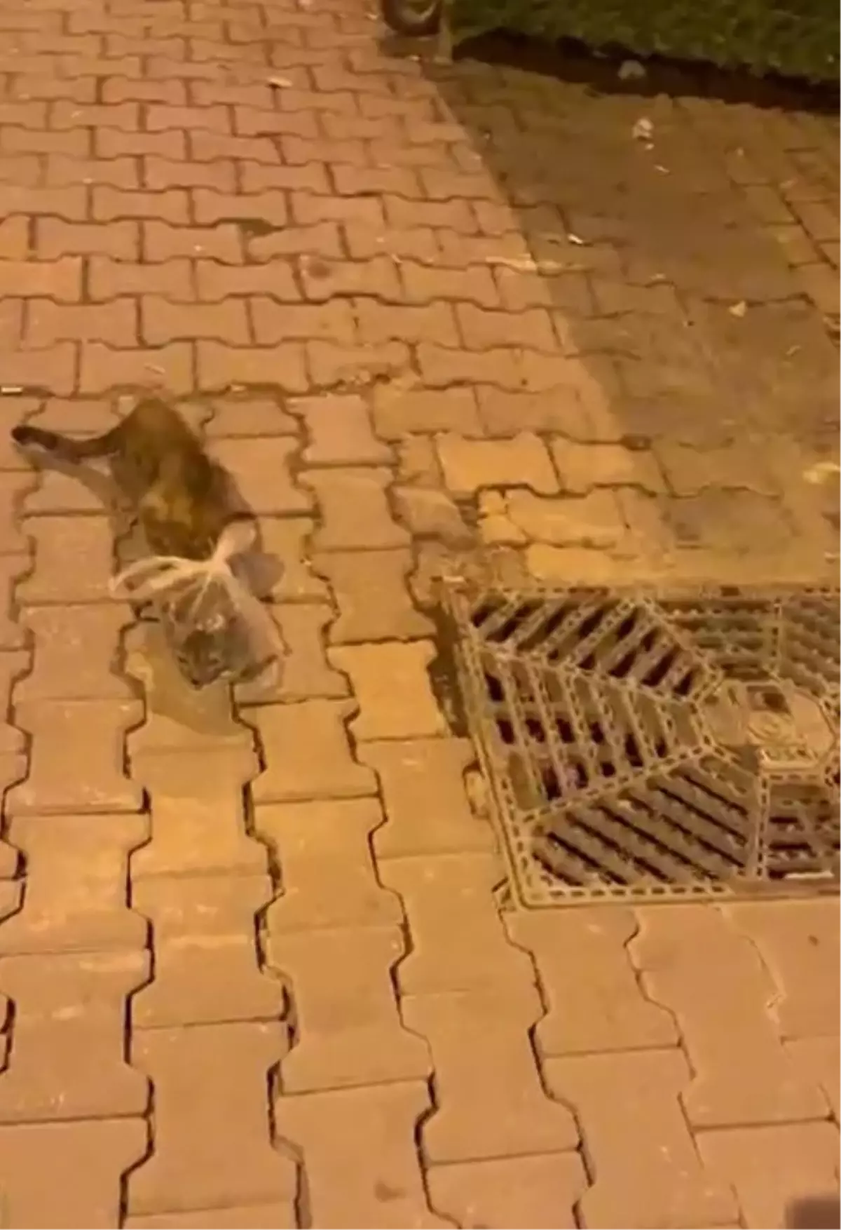 Bunun adı saf kötülük! Kedinin başına poşet bağladılar