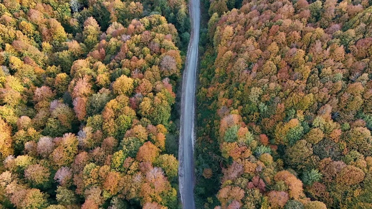 Sonbaharda Longoz ve Istranca Ormanları