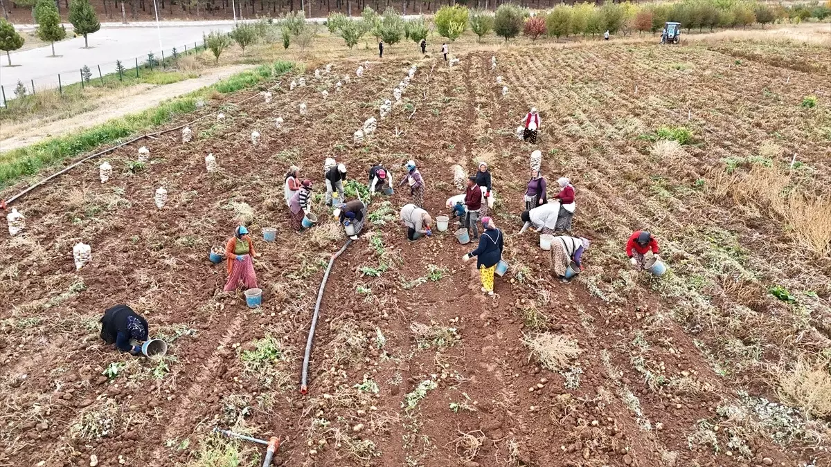Patates Satışıyla Öğrencilere Yemek Bursu