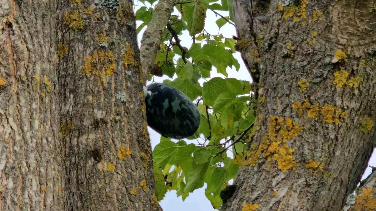 Çaycuma\'da Kayıp Genç Kızın Cansız Bedeni Bulundu