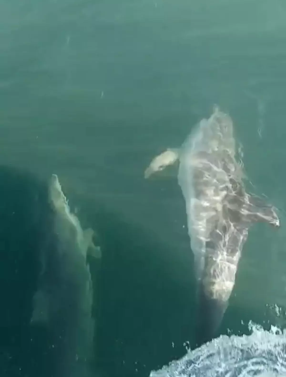 Yunuslarla Eğlenceli Anlar