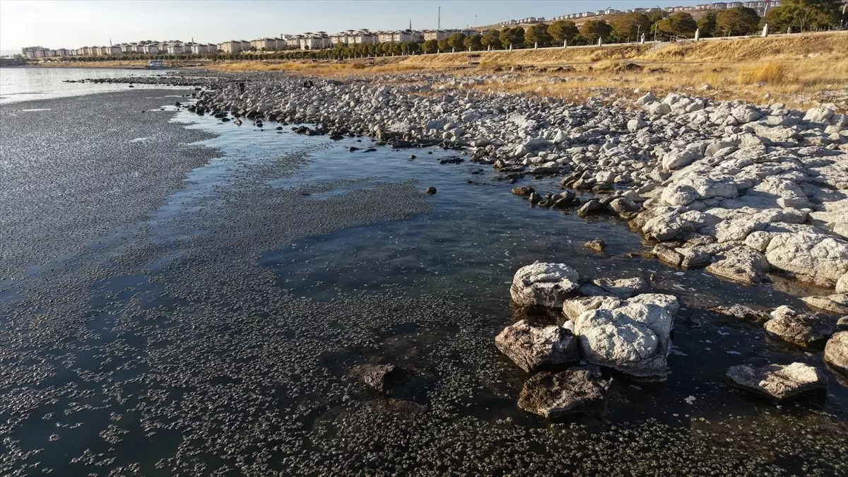 Van Gölü\'nde Yosunlaşma Sorunu