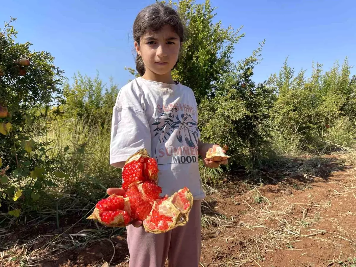 Suruç Narında Hasat Başladı