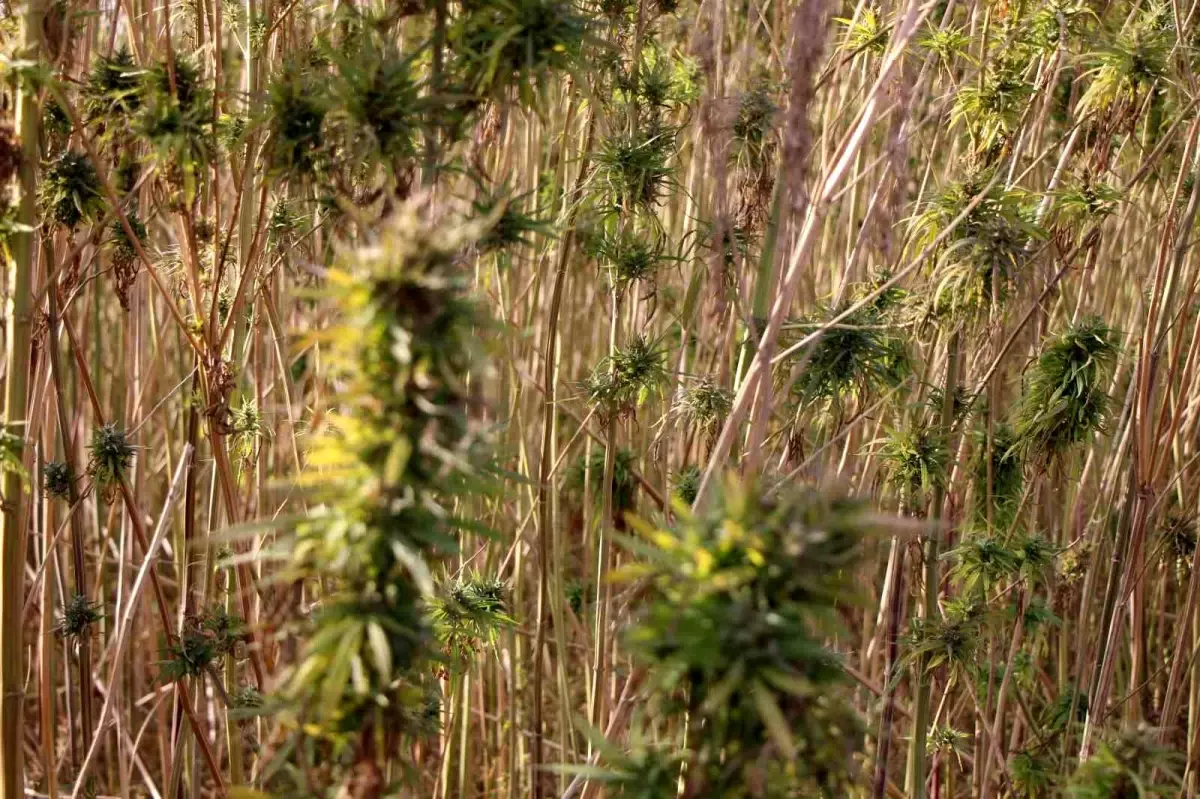 Amasya\'da Kenevir Üretimi Düşüşte