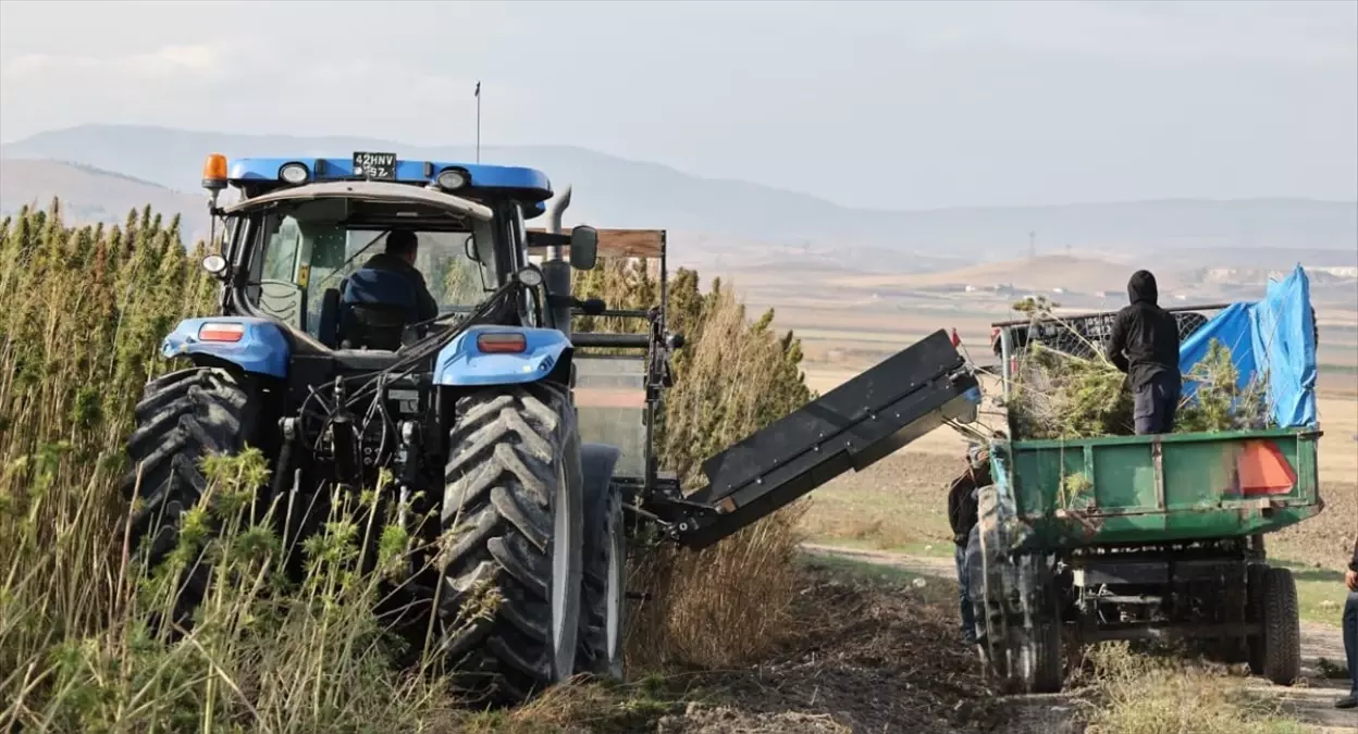 Amasya\'da Kenevir Hasadı Yapıldı
