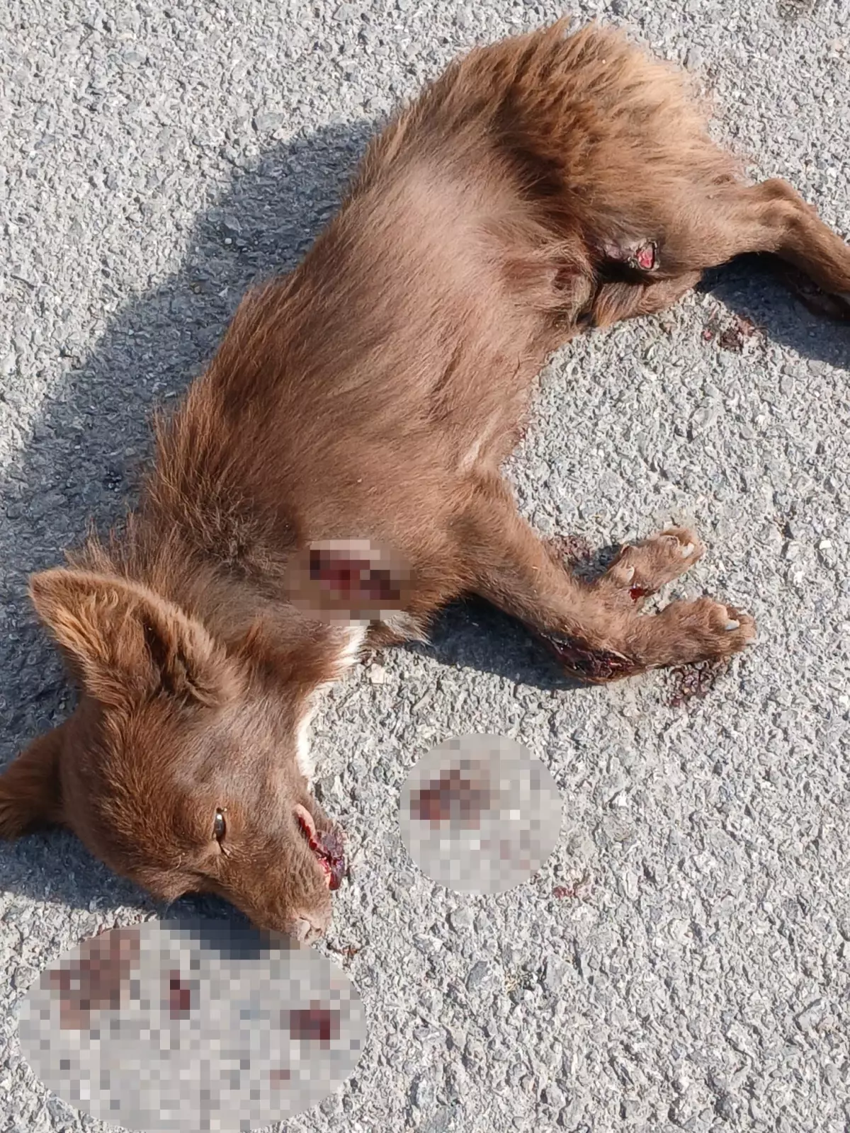 Sokak Köpeğini Sürükleyen Sürücü Serbest