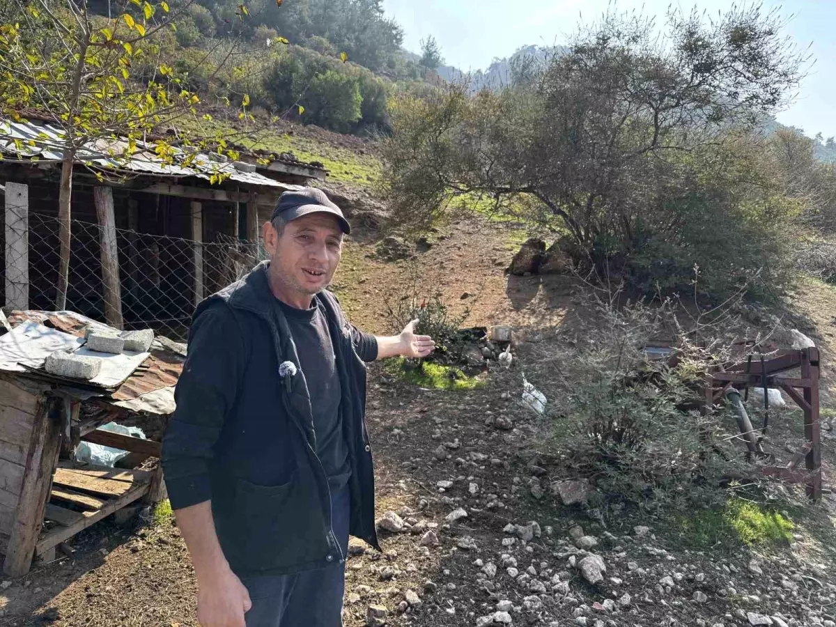 Soma\'da Hayvancılık Şikayeti Şaşkınlık Yarattı