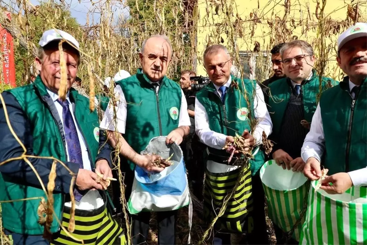 Akkuş Şeker Fasulyesi\'nin 5. Hasadı Gerçekleştirildi