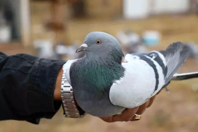 Değeri yarım milyondan fazla, yurt dışından bile talep görüyor Değeri yarım milyondan fazla, yurt dışından bile talep görüyor