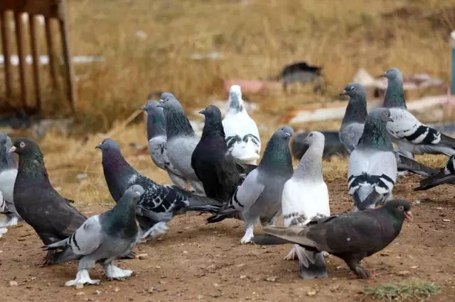Değeri yarım milyondan fazla, yurt dışından bile talep görüyor Değeri yarım milyondan fazla, yurt dışından bile talep görüyor