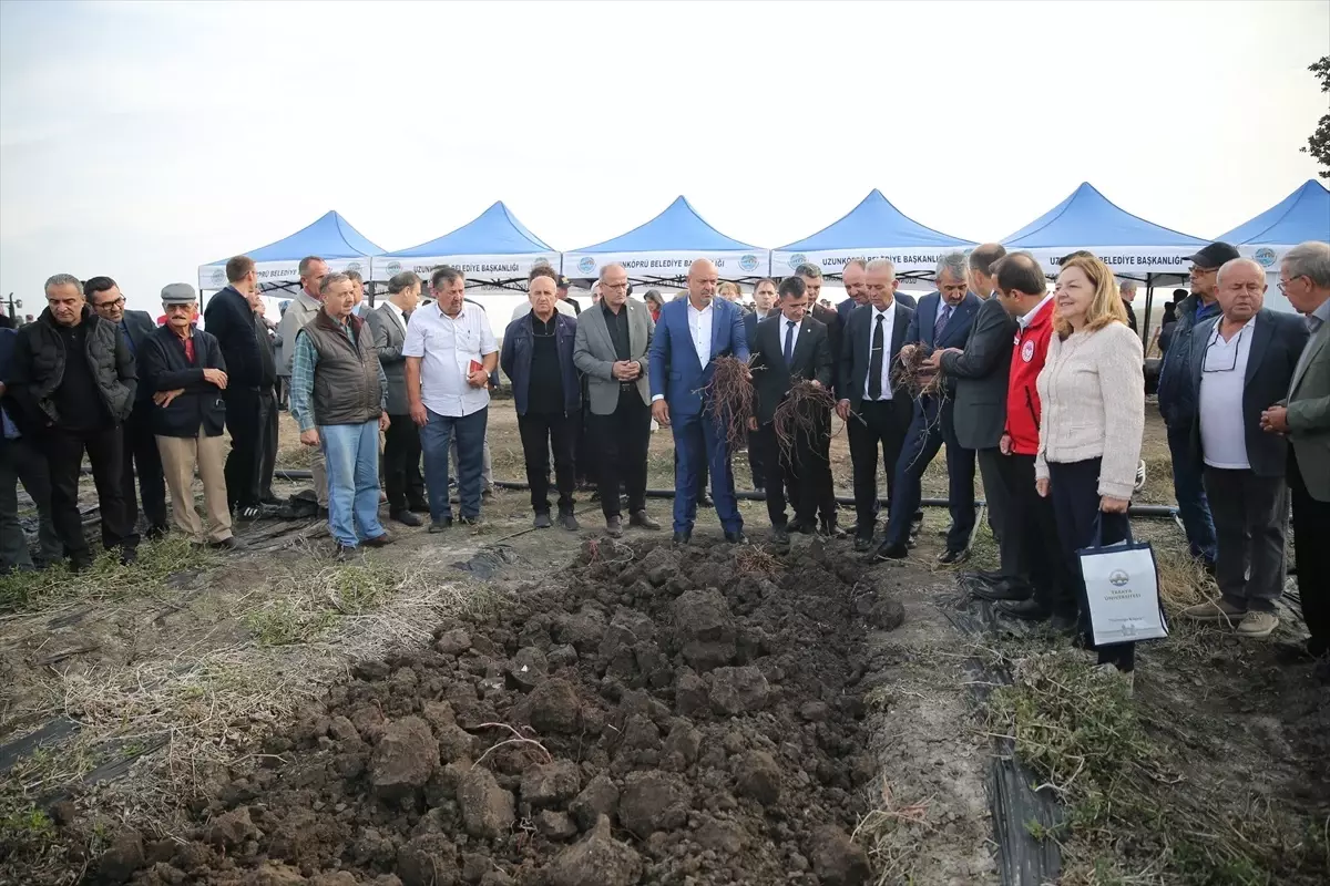 Edirne Kırmızısı\'nın Hasadı Yapıldı