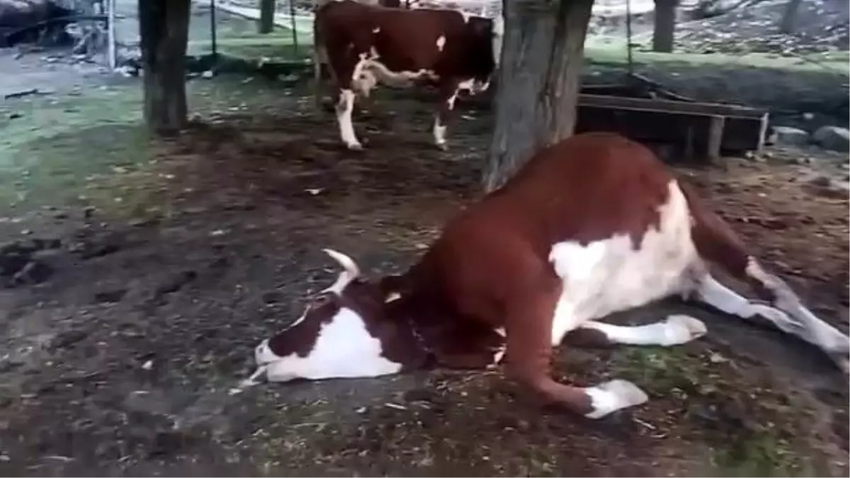 Yıldırım Düşmesiyle 2 İnek Telef Oldu