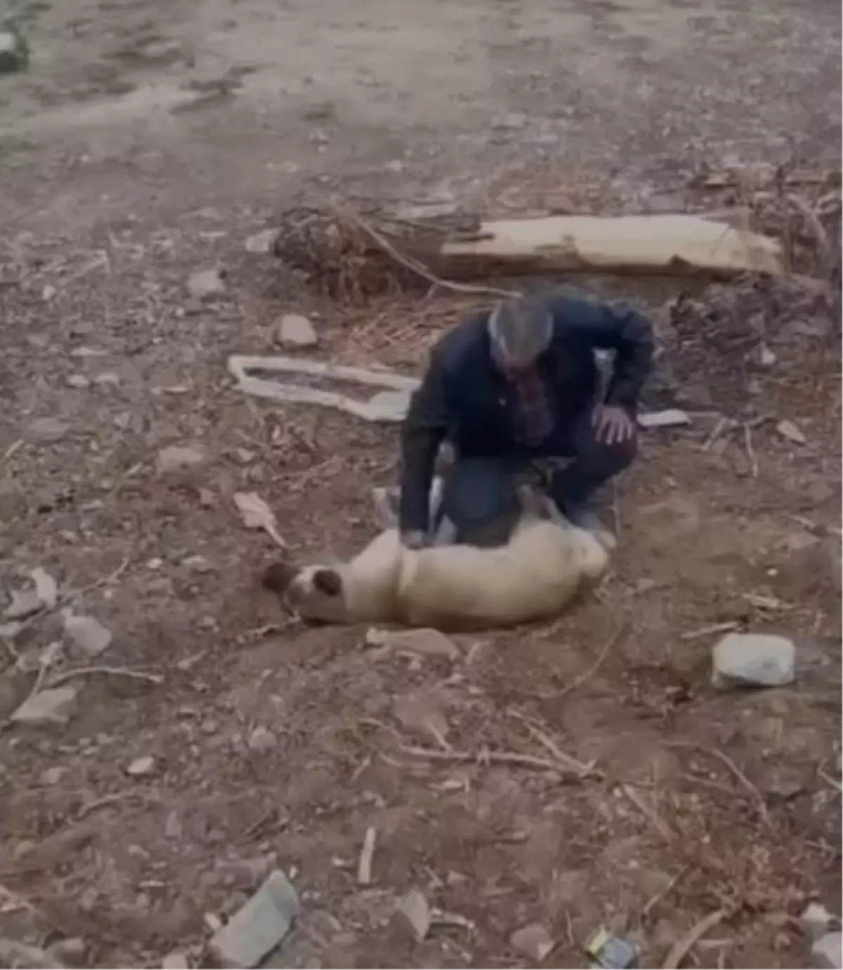 Fenalaşan köpeği kalp masajıyla hayata döndürdü