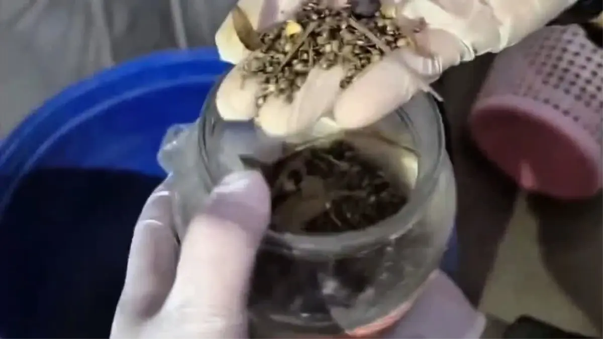 Hatay\'da Uyuşturucu Operasyonu