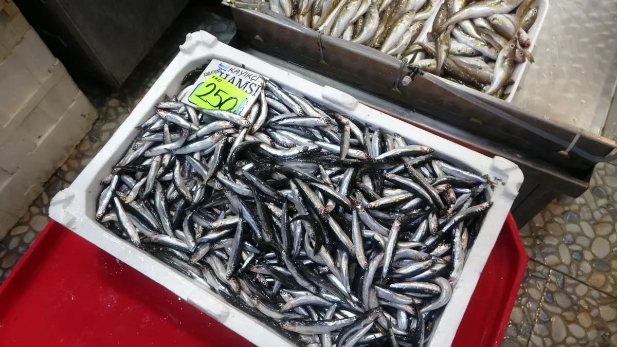 Hamsi Avında Bolluk Başladı