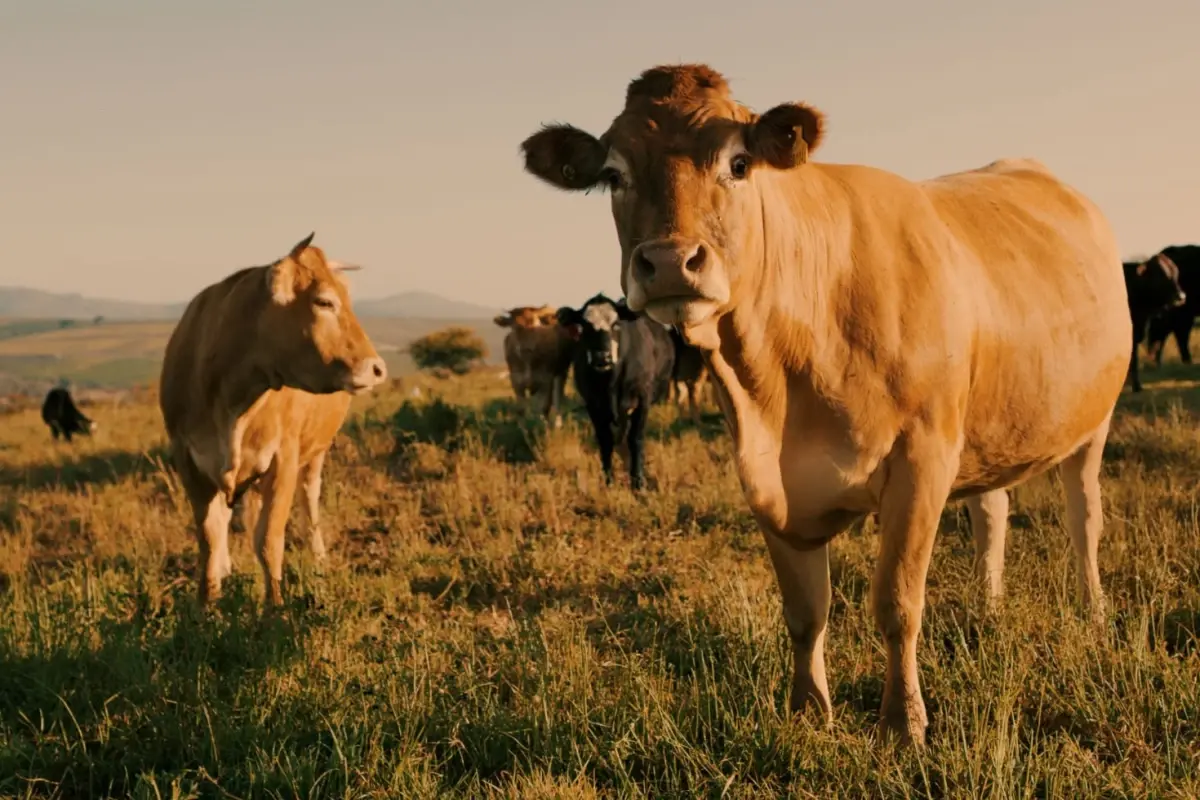 Köyü ayağa kaldıran CİMER şikayeti: Burada hayvancılık yapılmasın