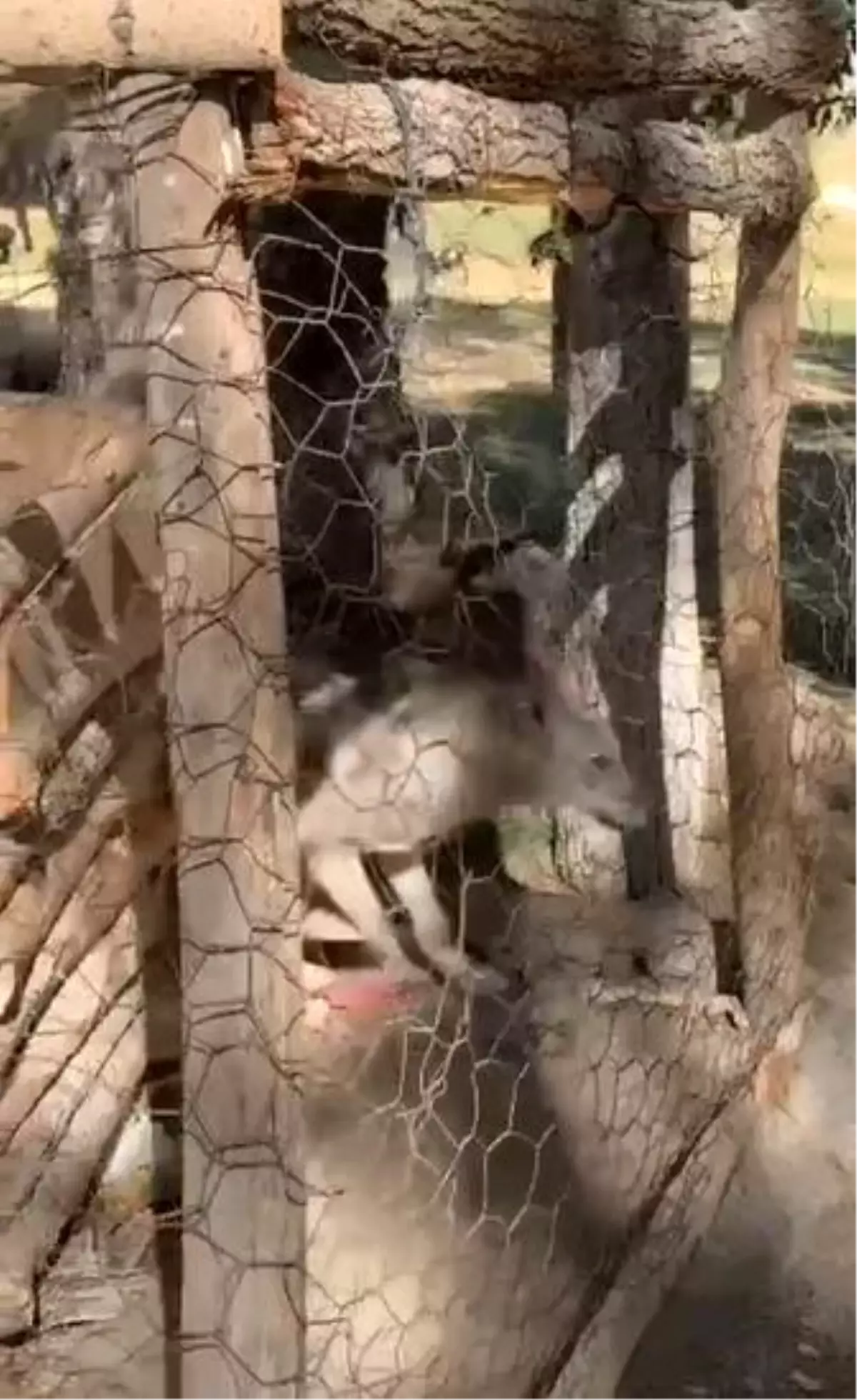 Van\'da Kafeste Tutulan Kurt Kurtarıldı