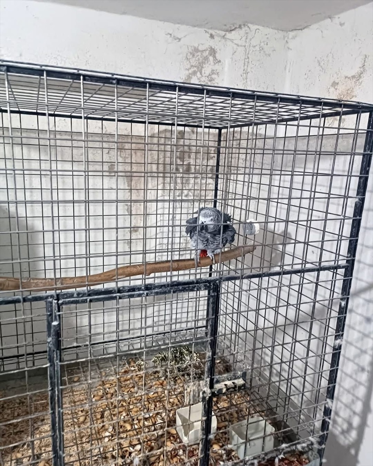 Tekirdağ\'da 21 Kaçak Papağan Ele Geçirildi